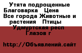 Утята подрощенные Благоварка › Цена ­ 100 - Все города Животные и растения » Птицы   . Удмуртская респ.,Глазов г.